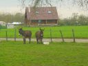 pic089.jpg