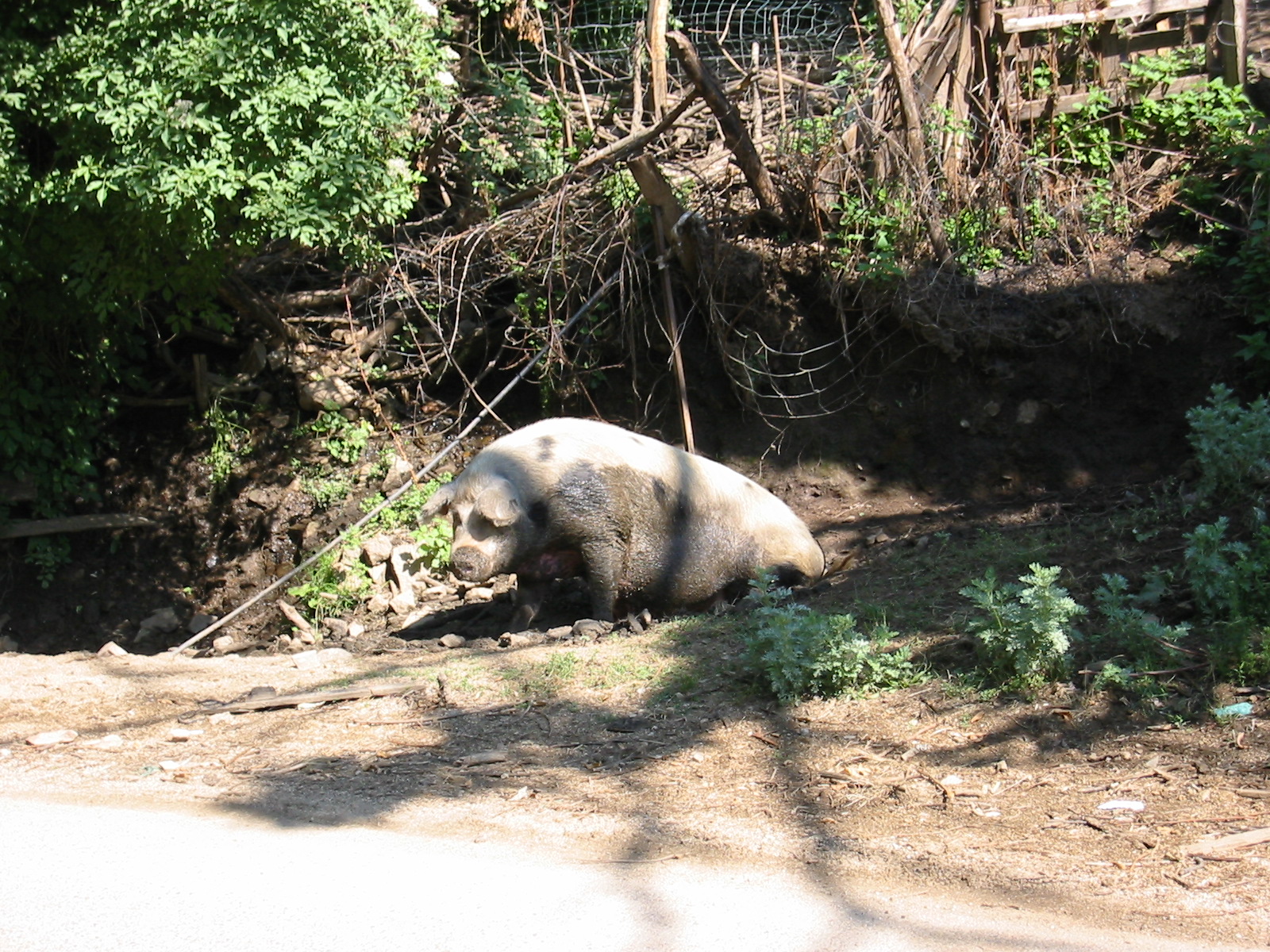 106-0684_IMG.JPG